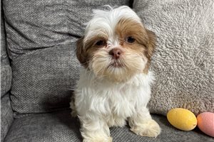 Reba - Shih Tzu for sale
