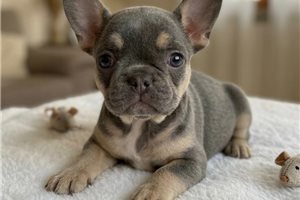 Luna - French Bulldog for sale