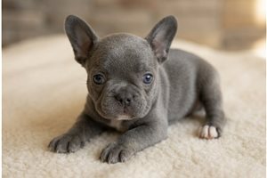 Kyrie - French Bulldog for sale