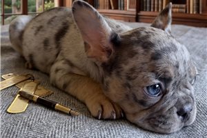 Kevin - French Bulldog for sale
