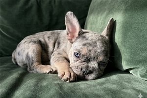Kevin - French Bulldog for sale
