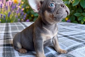 Lester - French Bulldog for sale