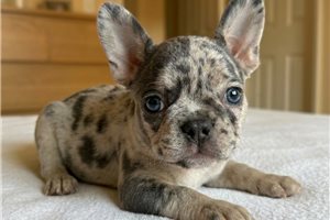 Leopold - French Bulldog for sale