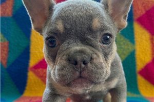 Lester - French Bulldog for sale