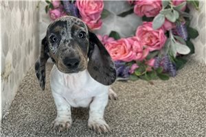 Sebastian - Dachshund, Mini for sale