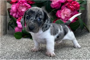 Sebastian - Dachshund, Mini for sale