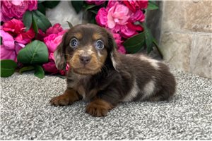 Samuel - Dachshund, Mini for sale