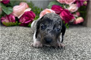 Sebastian - puppy for sale