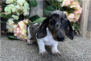 Sebastian - Dachshund, Mini for sale