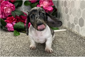 Sebastian - Dachshund, Mini for sale
