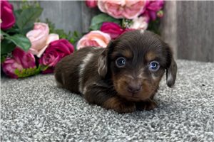 Samuel - Dachshund, Mini for sale
