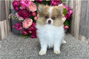 Grayson - Pomeranian for sale