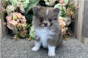 Ginger - Pomeranian for sale