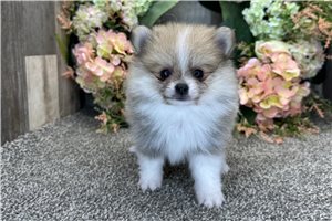 Gidget - Pomeranian for sale