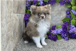 Ginger - Pomeranian for sale