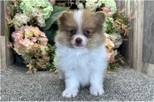 Grayson - puppy for sale