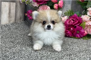 Gidget - Pomeranian for sale