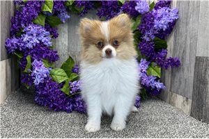 Grayson - Pomeranian for sale