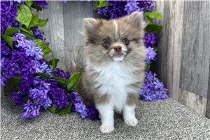 Ginger - Pomeranian for sale
