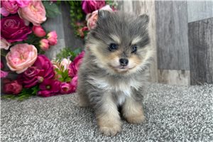 Bear - Pomeranian for sale