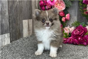 Ginger - Pomeranian for sale