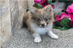 Ginger - Pomeranian for sale