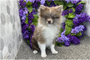 Ginger - Pomeranian for sale