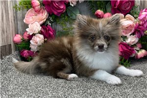 Ginger - Pomeranian for sale