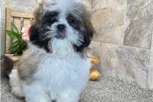 Finley - Shih Tzu for sale