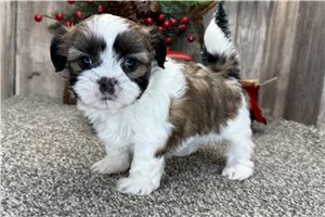 Freya - puppy for sale