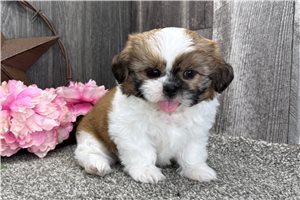 Hope | Puppies For Sale at Pawrade