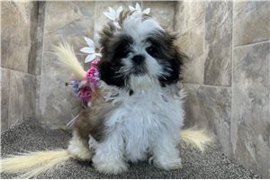 Finley - Shih Tzu for sale