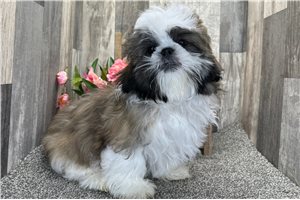 Finley - Shih Tzu for sale