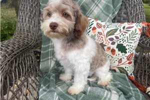 Olive - Havanese for sale