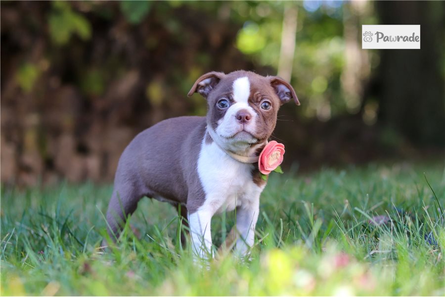 Jadis, female Boston Terrier puppy for sale