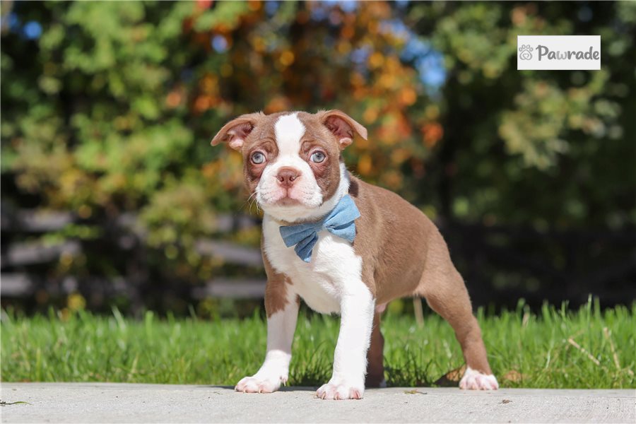 Jack - Boston Terrier for sale