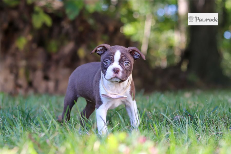 Jade - Boston Terrier for sale