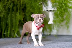 Monty - Boston Terrier for sale
