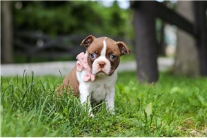 Rita - Boston Terrier for sale