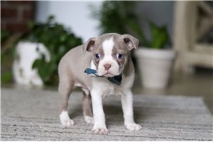 Jacob - puppy for sale