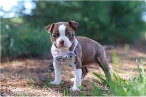 Taka - puppy for sale