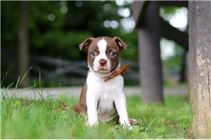 Carson - puppy for sale