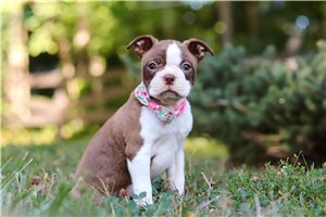 Duchess - Boston Terrier for sale