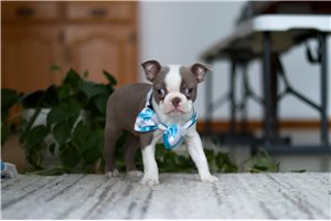 Malcolm - Boston Terrier for sale