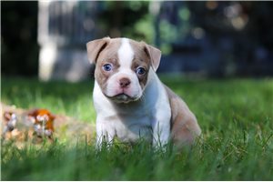 Dylan - Boston Terrier for sale