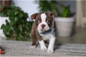 Jack - Boston Terrier for sale