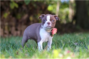 Jadis - Boston Terrier for sale