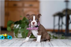 Noland - Boston Terrier for sale