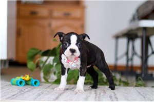 Nancy - Boston Terrier for sale