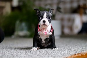 Madison - Boston Terrier for sale